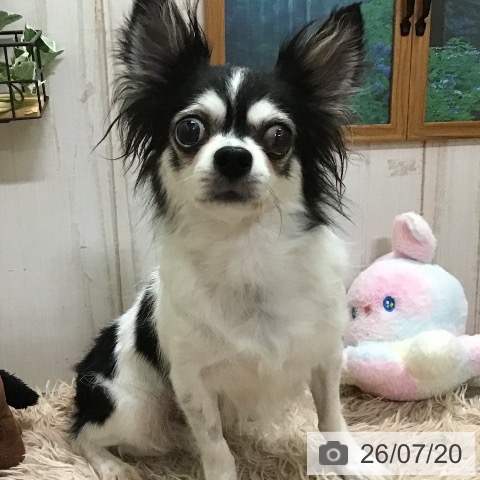チワワの写真