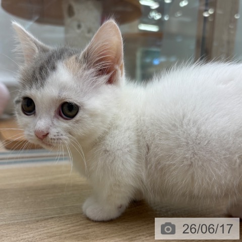 大阪府のマンチカン (ペットプラス イオン大日店/2026年4月12日生まれ/女の子/ブルーパッチドタビーホワイト)の子猫の4枚目の画像