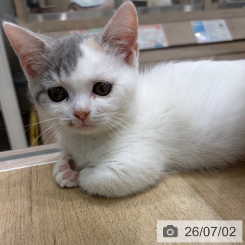 大阪府のマンチカン (ペットプラス イオン大日店/2026年4月12日生まれ/女の子/ブルーパッチドタビーホワイト)の子猫の3枚目の画像