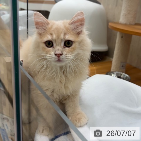 サイベリアンの写真