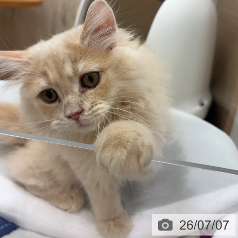サイベリアンの写真