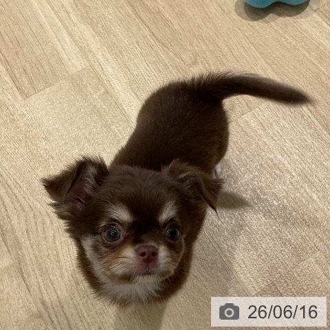 チワワの写真