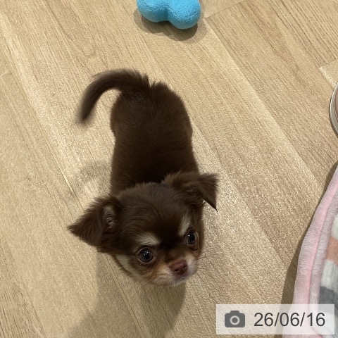 チワワの写真