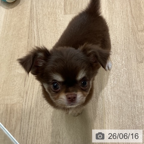 チワワの写真