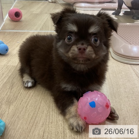 チワワの写真