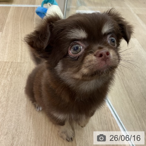 チワワの写真