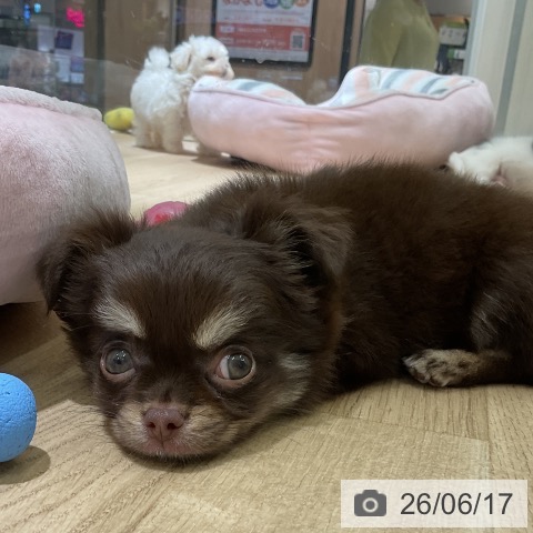 愛知県のチワワ(ロング) (ペットプラス イオンモール豊川店/2026年4月13日生まれ/女の子/チョコレートタン)の子犬の4枚目の画像