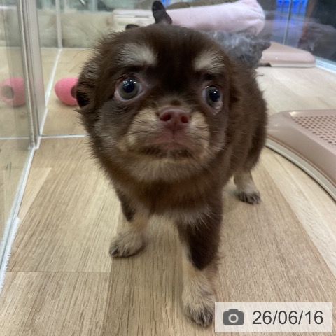 チワワの写真