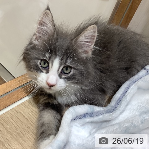 ノルウェージャンフォレストキャットの写真