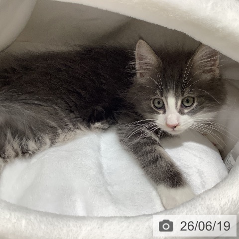ノルウェージャンフォレストキャットの写真