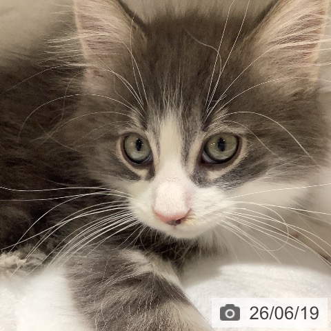 ノルウェージャンフォレストキャットの写真