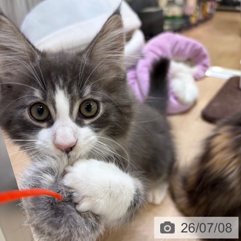 大阪府のノルウェージャンフォレストキャット (ペットプラス 堺北花田店/2026年4月3日生まれ/男の子/ブルータビーホワイト)の子猫の3枚目の画像