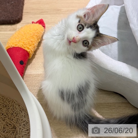 宮崎県のノルウェージャンフォレストキャット (ペットプラス 宮崎店/2026年4月15日生まれ/男の子/ブラウンタビーホワイト)の子猫の4枚目の画像