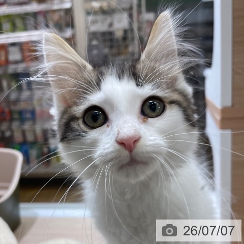 沖縄県のノルウェージャンフォレストキャット (ペットプラス 南風原店/2026年4月15日生まれ/女の子/ブラウンタビーホワイト)の子猫の4枚目の画像