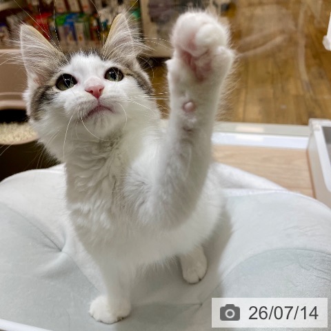 沖縄県のノルウェージャンフォレストキャット (ペットプラス 南風原店/2026年4月15日生まれ/女の子/ブラウンタビーホワイト)の子猫の4枚目の画像