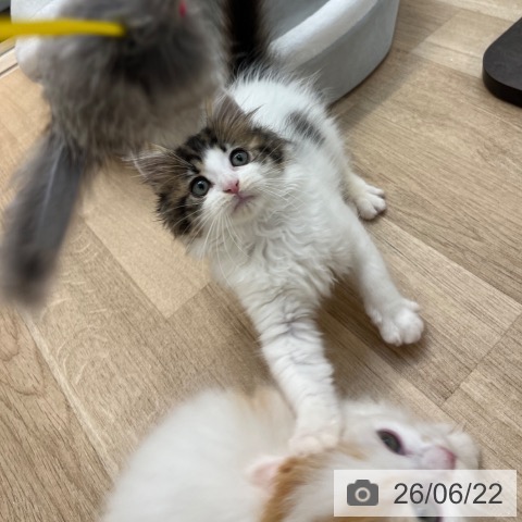 福岡県のノルウェージャンフォレストキャット (ペットプラス ららぽーと福岡店/2026年4月15日生まれ/女の子/ブラウンタビーホワイト)の子猫の4枚目の画像
