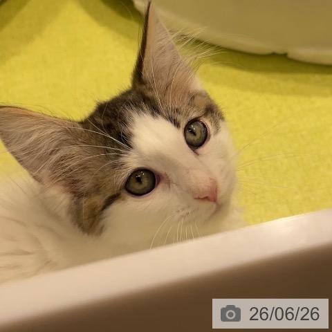 福岡県のノルウェージャンフォレストキャット (ペットプラス MARK IS 福岡ももち店/2026年4月15日生まれ/女の子/ブラウンタビーホワイト)の子猫の4枚目の画像