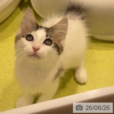 福岡県のノルウェージャンフォレストキャット (ペットプラス MARK IS 福岡ももち店/2026年4月15日生まれ/女の子/ブラウンタビーホワイト)の子猫の3枚目の画像
