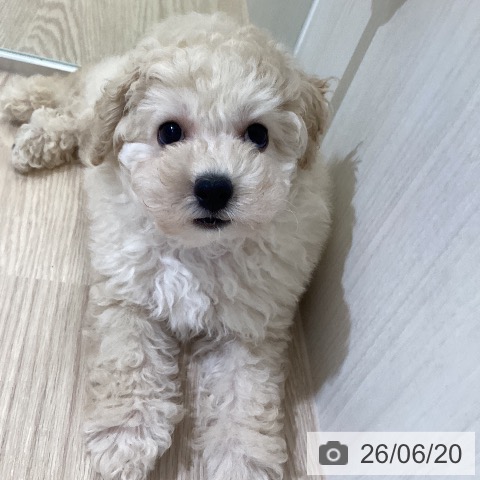 富山県のトイプードル(トイ) (ペットプラス 高岡店/2026年4月15日生まれ/男の子/クリーム)の子犬の4枚目の画像
