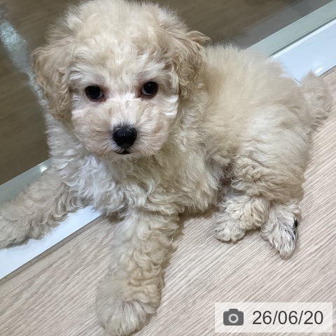 富山県のトイプードル(トイ) (ペットプラス 高岡店/2026年4月15日生まれ/男の子/クリーム)の子犬の3枚目の画像