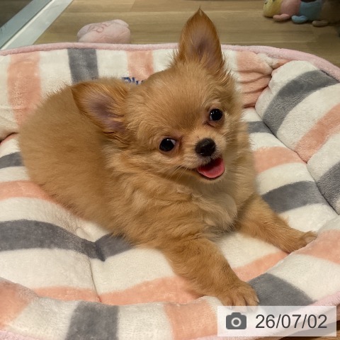 愛知県のチワワ(ロング) (ペットプラス 岡崎店/2026年4月15日生まれ/女の子/クリーム)の子犬の3枚目の画像