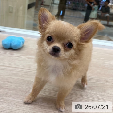 愛知県のチワワ(ロング) (ペットプラス 豊田店/2026年4月15日生まれ/女の子/クリーム)の子犬の3枚目の画像