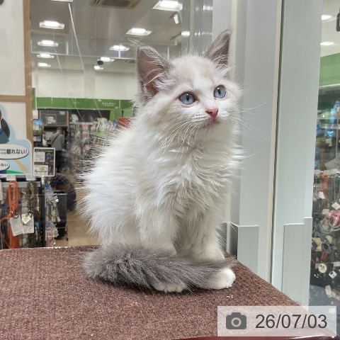 福岡県のラグドール (ペットプラス 香椎浜店/2026年4月15日生まれ/男の子/ブルーポイントバイカラー)の子猫の3枚目の画像