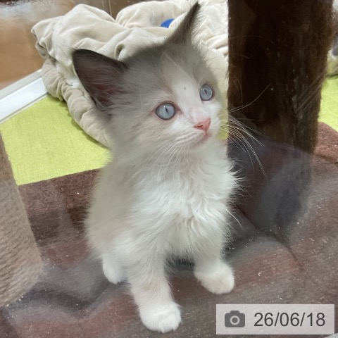 福岡県のラグドール (ペットプラス 福岡店/2026年4月15日生まれ/男の子/ブルーポイントバイカラー)の子猫の4枚目の画像
