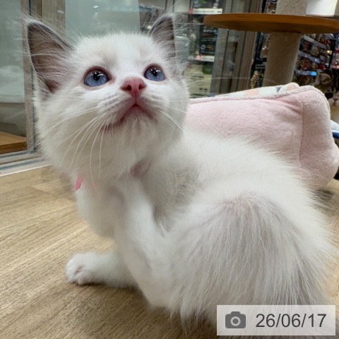 大阪府のラグドール (ペットプラス イオン大日店/2026年4月15日生まれ/女の子/ブルーポイントバイカラー)の子猫の4枚目の画像