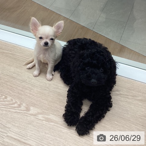 石川県のトイプードル(トイ) (ペットプラス 白山店/2026年4月12日生まれ/男の子/ブラック)の子犬の4枚目の画像