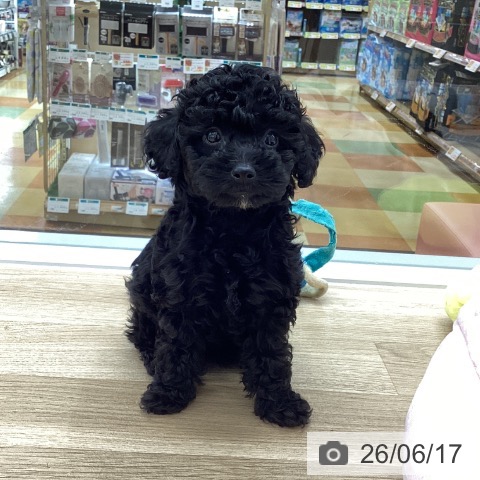愛知県のトイプードル(トイ) (ペットプラス 千音寺店/2026年4月12日生まれ/女の子/ブラック)の子犬の4枚目の画像