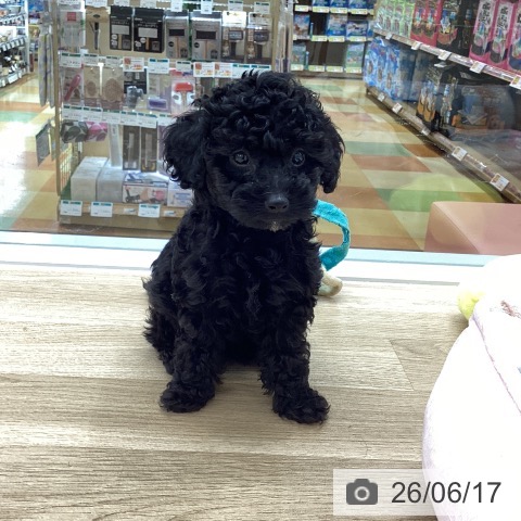 愛知県のトイプードル(トイ) (ペットプラス 千音寺店/2026年4月12日生まれ/女の子/ブラック)の子犬の3枚目の画像