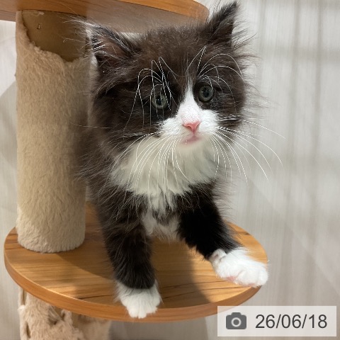 ノルウェージャンフォレストキャットの写真