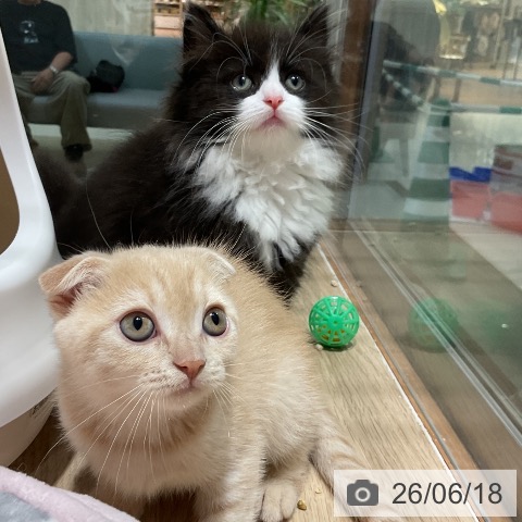 ノルウェージャンフォレストキャットの写真