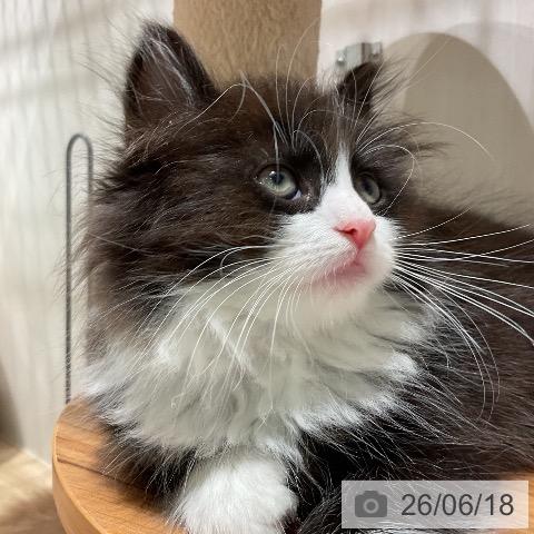 ノルウェージャンフォレストキャットの写真
