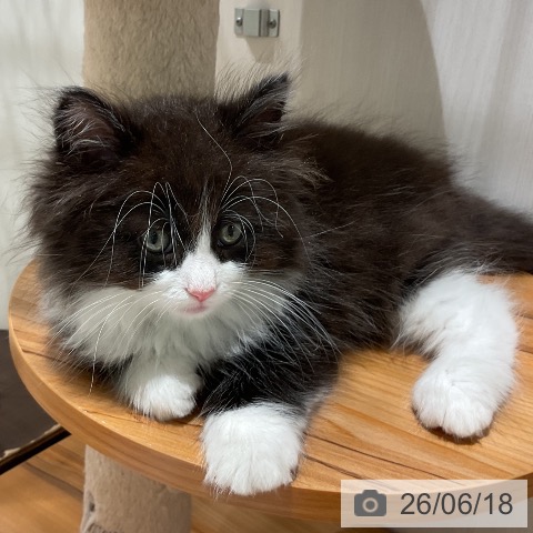 ノルウェージャンフォレストキャットの写真