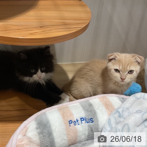ノルウェージャンフォレストキャットの写真
