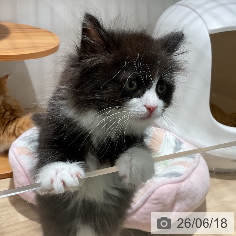 ノルウェージャンフォレストキャットの写真