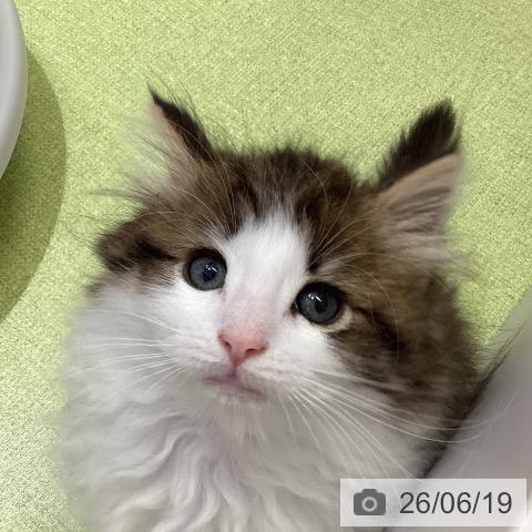 沖縄県のノルウェージャンフォレストキャット (ペットプラス 沖縄ライカム店/2026年4月13日生まれ/男の子/ブラウンタビーホワイト)の子猫の3枚目の画像