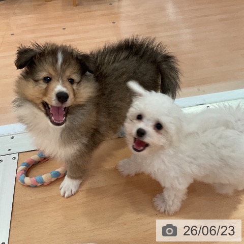 愛知県のシェットランドシープドッグ (ペットプラス 名古屋茶屋店/2026年4月15日生まれ/男の子/セーブルホワイト)の子犬の4枚目の画像