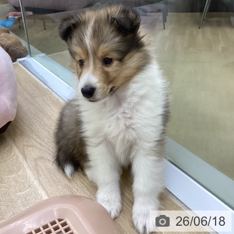 愛知県のシェットランドシープドッグ (ペットプラス mozoワンダーシティ店/2026年4月15日生まれ/男の子/セーブルホワイト)の子犬の4枚目の画像
