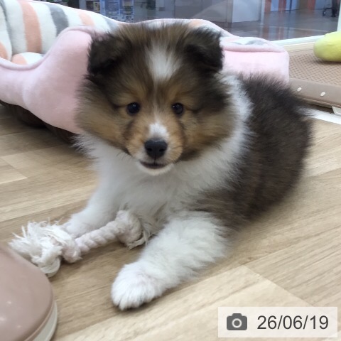 岐阜県のシェットランドシープドッグ (ペットプラス 各務原店/2026年4月15日生まれ/男の子/セーブルホワイト)の子犬の4枚目の画像