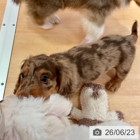 愛知県のミニチュアダックスフンド(ロング) (ペットプラス 名古屋茶屋店/2026年4月14日生まれ/女の子/チョコレートダップル)の子犬の4枚目の画像