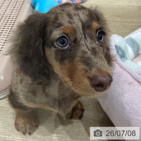 ミニチュア・ダックスフンドの写真