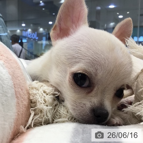 チワワの写真