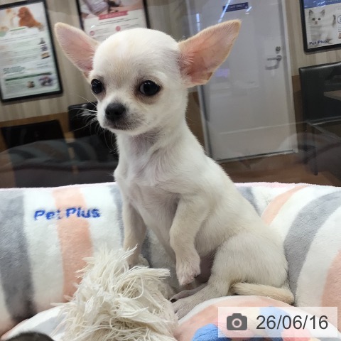チワワの写真