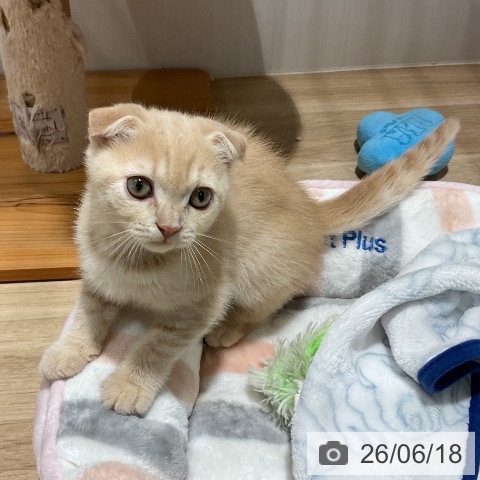 スコティッシュフォールドの写真