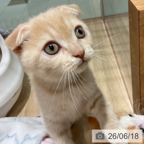 スコティッシュフォールドの写真