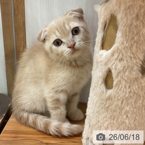 スコティッシュフォールドの写真