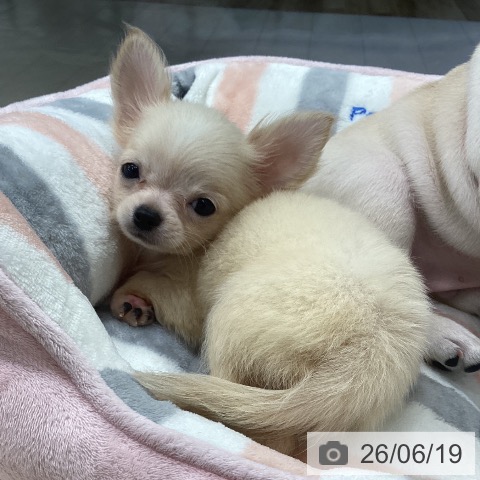 チワワの写真